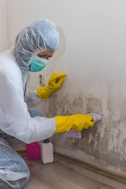 Best Dehumidification Services  in Hamlin, WV