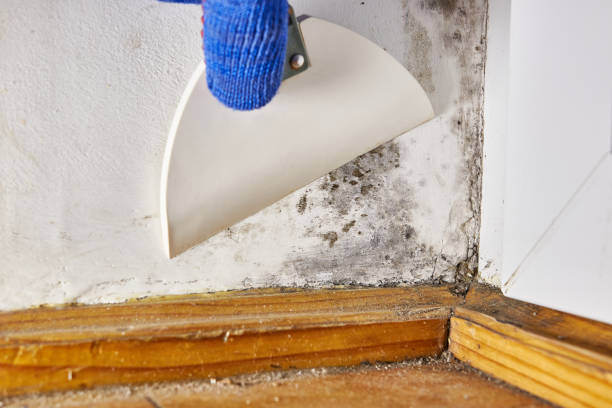 Best Water Damage & Mold Remediation  in Hamlin, WV